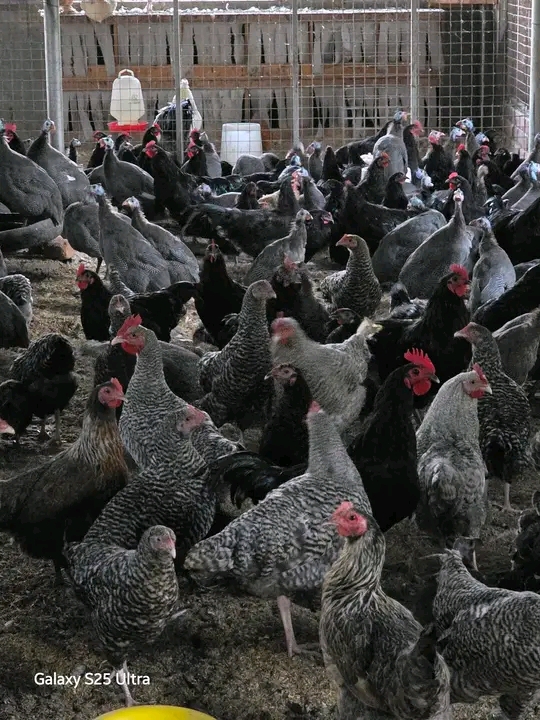 Local chickens