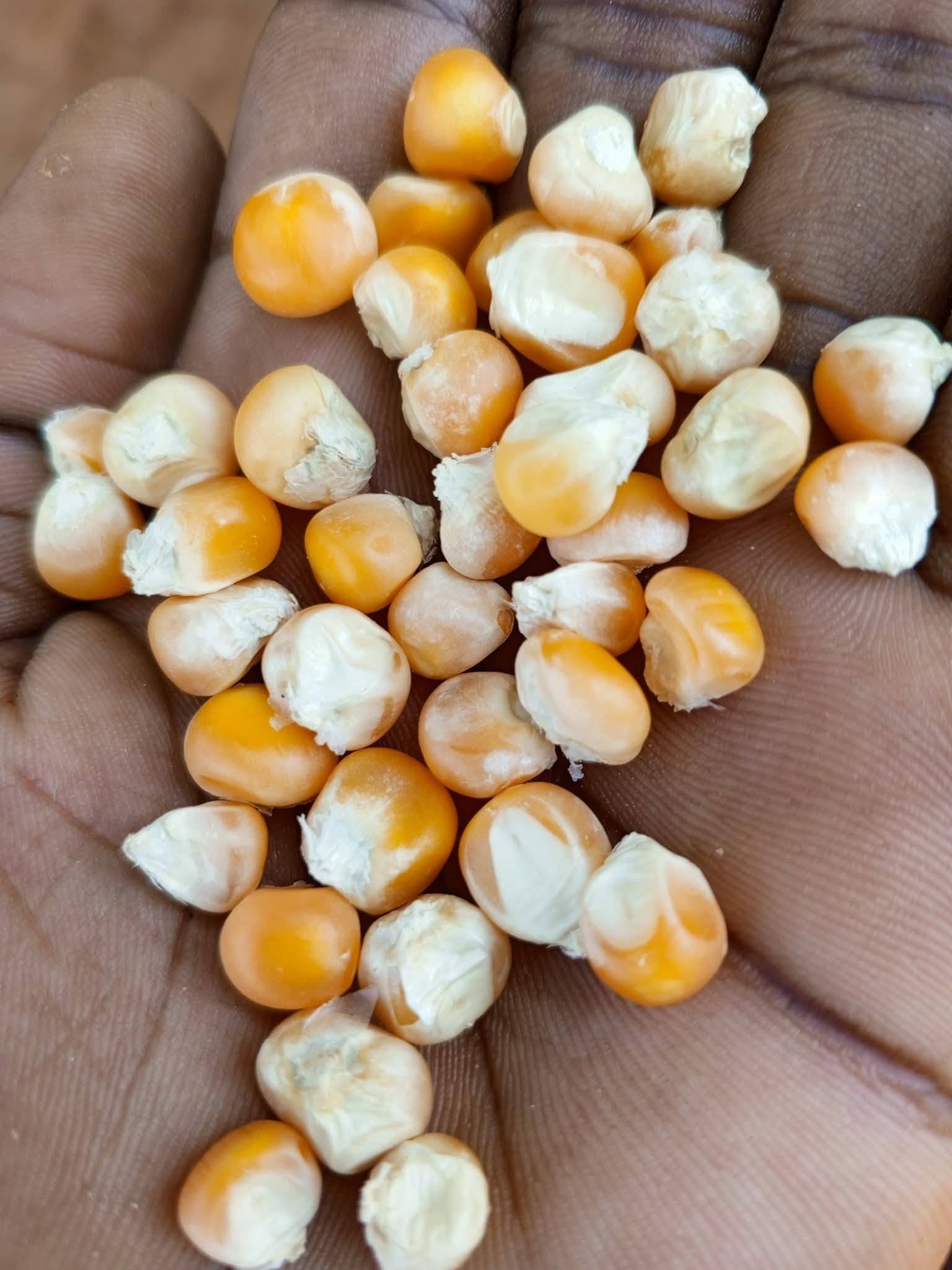 MAIZE